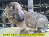 福建养兔送饲料公羊兔肉兔农广天地拍摄种兔场,家兔