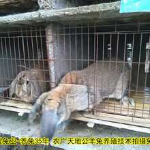 山东养兔送大棚公羊兔肉兔孙师傅35年种兔培育图片
