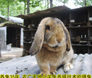 珠海公羊兔鹏程兔业公羊兔农广天地拍摄种兔场,垂耳兔