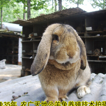 孙师傅公羊兔法国公羊兔,泰州鹏程兔业公羊兔大体型