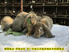大慶公羊兔鵬程兔業公羊兔孫師傅35年種兔培育,法國公羊兔