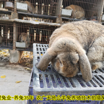 山东养兔回收公羊兔肉兔农广天地拍摄种兔场,巨型兔
