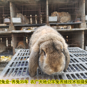养兔送大棚送笼具送饲料是真的吗肉兔35年养兔经验,种兔