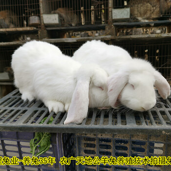 咸阳养兔送大棚公羊兔肉兔农广天地拍摄种兔场,家兔
