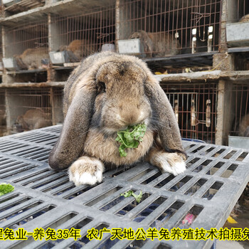 郴州合同养兔肉兔农广天地拍摄种兔场