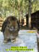 鹏程兔业家兔,兰州鹏程兔业肉兔养殖农广天地展播
