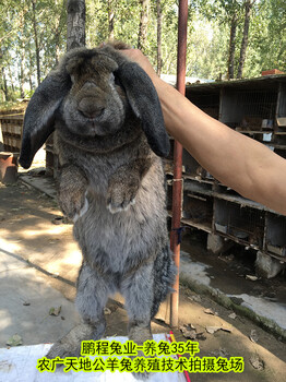 石嘴山合同养兔公羊兔肉兔繁殖率高,巨型兔
