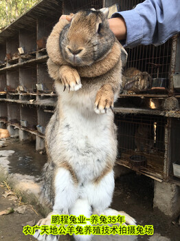 四川合同养兔公羊兔肉兔生长快