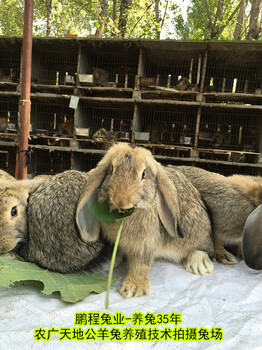 伊拉兔肉兔35年种兔培育,种兔