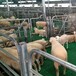 龙岩黑山羊塑料羊粪板育肥羊产床羊保育床养羊板