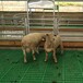 广西来宾羊床漏粪板养羊塑料羊粪板不卡羔羊羊蹄板