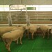 陇南养羊用漏缝板塑料羊铺板结实耐用母羊产床