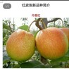 山西丹霞紅梨樹苗批發(fā)價格晚熟梨樹好品種早酥梨哪里有