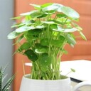 家里的植物風水學擺放有講究