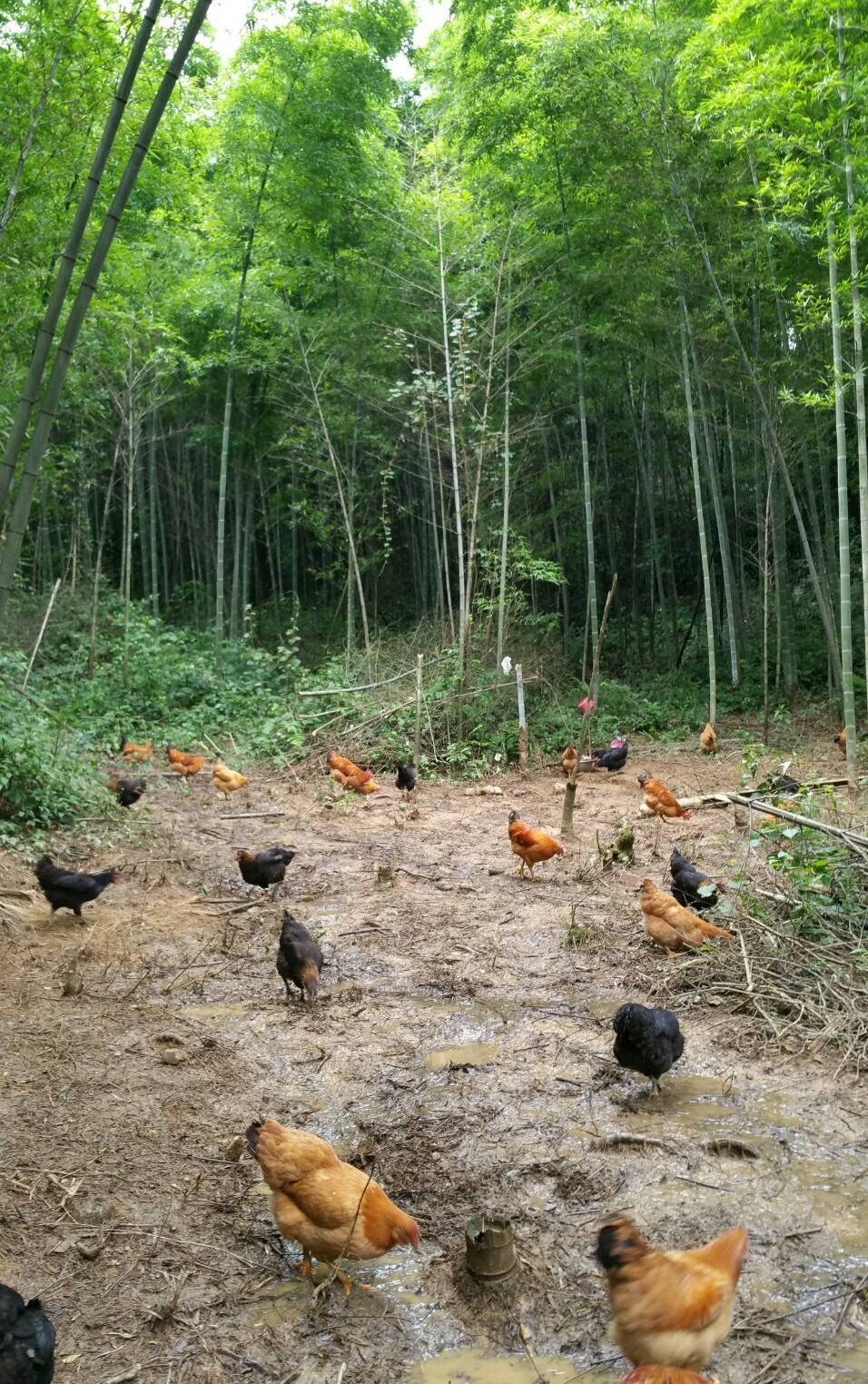 散养土鸡围栏
