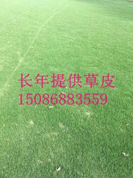 重庆草坪混播草台湾草价格铺设养护