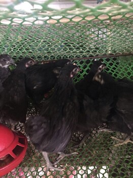 五黑绿壳蛋鸡原生态散养蛋鸡订购农家放养蛋鸡雏鸡苗价格
