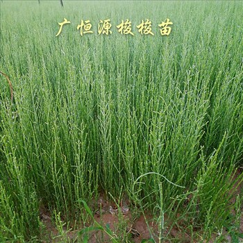 甘肅省廣恒源梭梭苗