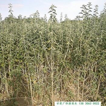 沙棗樹苗種植基地