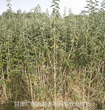 沙棗苗基地甘肅沙棗樹苗圃