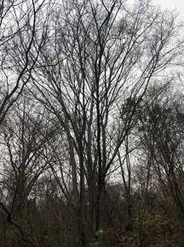 湖北烏桕樹-荊門京山烏桕-叢生烏桕價格