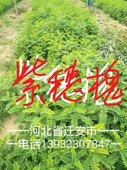 紫穗槐，紫藤，板栗苗，杜仲，刺槐，速生柳