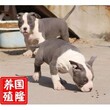 猛犬比特犬大骨架赛级比特犬出售图片