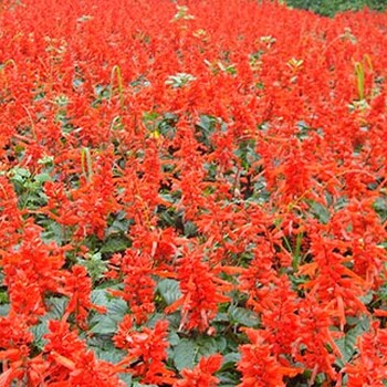 貴州一串紅基地大量批發(fā)出售13杯工程苗一串紅