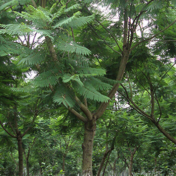 重慶藍(lán)花楹基地出售胸徑17---18公分藍(lán)花楹新報(bào)價(jià)