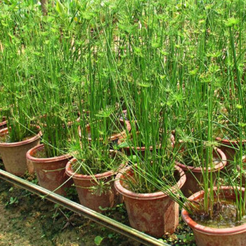 重庆水生植物产地出售绿化湿地用旱伞草大量批发