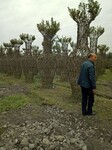 陕西植物编织基地出售紫薇花瓶3米高花瓶树2500元