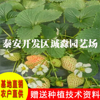 基地全草莓苗鬼怒甘草莓苗供应全草莓苗酸甜可口草莓苗