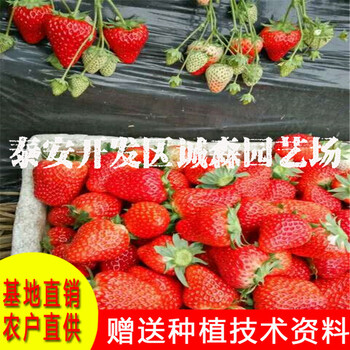 草莓苗種植基地甜查理草莓苗批發(fā)脫毒草莓苗大棚草莓苗甜查理草莓苗價格