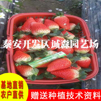 甜查理草莓苗報價本基地供應(yīng)各種草莓苗規(guī)格草莓苗高存活率