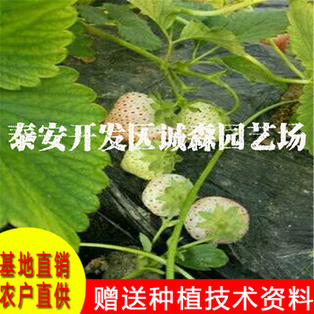 诚森园艺场培育草莓苗选育章姬草莓苗红袖添香草莓苗批发