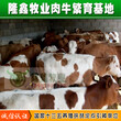小牛犊价格种牛小牛犊养殖场山西隆鑫养殖场