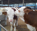 西门塔尔牛牛犊可以放养吗西门塔尔牛育肥效益分析肉牛牛犊价格图片
