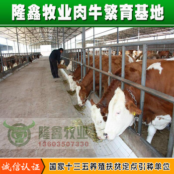 西门塔尔牛养殖场隆鑫牛犊批发格好养殖的致富牛