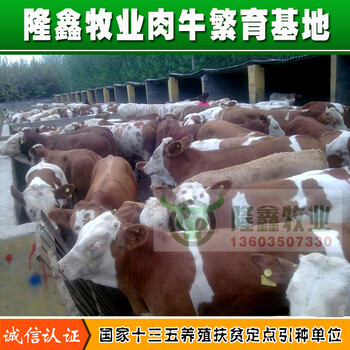 供应农业养殖牛各种牛品种养殖牛犊西门塔尔