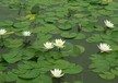 重庆景春生态植物挺水植物,多样化的沉水植物,新款热销