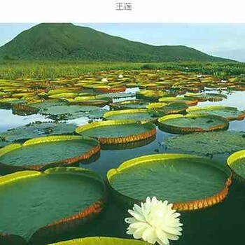 浮水植物在哪找,重庆景春生态植物挺水植物