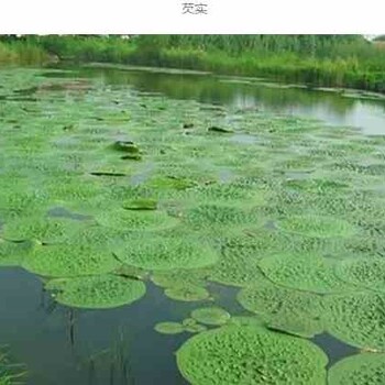 重庆景春生态植物水葱批发,行业的千屈菜批发