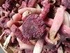 四季有实野生红菇特产正宗红菇红椎菌月子红蘑菇干货250克包邮