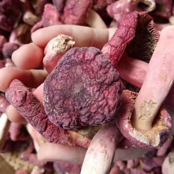 四季有實(shí)紅菇特產(chǎn)紅菇紅椎菌月子紅蘑菇干貨250克包郵