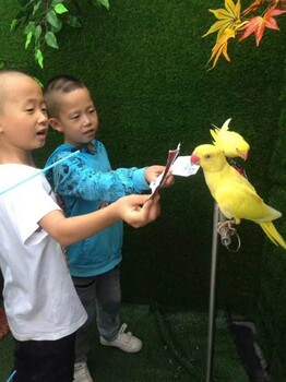 百鳥展（全國）百鳥展出租租賃品種價格合理