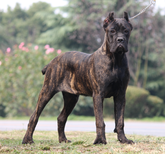 卡斯罗犬价格_卡斯罗犬多少钱_卡斯罗犬图片_纯种卡斯罗狗幼犬图片0