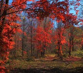 十一去红叶谷拉法山松花湖2日游吉林拉法山旅游团