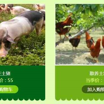 培馨农庄土鸡品质,上海土鸡批发的主要特点,培馨农庄