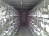 厂家直供养殖厂专业三层肉鸽养殖笼广式鸽笼尺寸可定制。