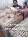 山东塑料鸡笼成鸡运输笼23高厂家批发